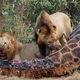 Dos leones macho jóvenes devorando una jirafa
